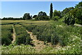 Wheat field, Green Lane, Creeting St. Mary in IP14 5DY