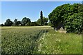 Ruined farm buildings, Green Lane, Creeting St. Mary in IP14 5DY