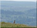 Curlew overlooking Wharfedale in Conistone with Kilnsey