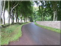 Tree and wall-lined road between Farnell and the A933 in DD9 6TX