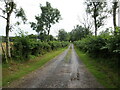 Hedge-lined track to Gowanhead in DD9 6UW