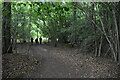 Footpath in Mousells Wood in RG9 6NR