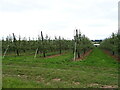 Fruit trees, Ocle Pychard in HR1 3QN