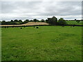Cattle grazing near Cowarne House in HR7 4RE