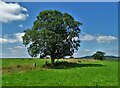 Sycamore tree between Tansley and Riber in DE4 5EY