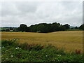 Cereal crop and woodland, Cooper's Green in HR7 4BF