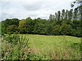 Grazing towards the Sapey Brook in WR6 5SF
