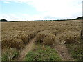 Cereal crop, Sapey Bridge in WR6 5QF