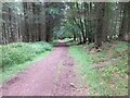 Track on the edge of Drumelzie Wood in AB30 1TL