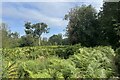 Ferns near Graffham Court in GU28 0PR