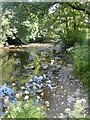 Afon Gwili rhwng / River Gwili between   Cwmdwyfran & Bronwydd Arms in SA33 6BD