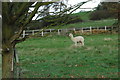 Alpaca at Walton Pool in DY9 9RP