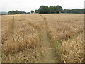 Public footpath across field of barley, near Stokenchurch in HP14 3XR