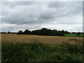 Crop field and woodland, Broadwas in WR6 5LY