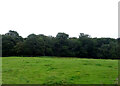Grazing towards woodland in NP4 0HY