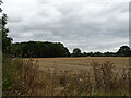 Stubble field and woodland near Cotheridge in WR6 5LT