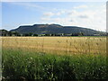 Barley field near Grahamstone in KY13 9HU