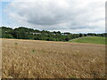 Barley field, view to M40 near Stokenchurch in HP14 3XR
