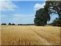 A Field of Oats, Kingsclere Woodlands in Ashford Hill with Headley