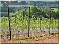 Young apple trees in HR8 1NG