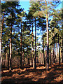 Pines, Broadwater Forest in TN3 9JP