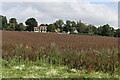 View across bean field toward Garston House in SP5 5PB