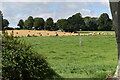 View across fields near Upwood in SP5 5PB