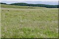 Rough grazing, Duntilland Hill in ML7 4NZ