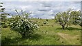 Thorn trees on Barscube Hill in PA14 6YJ