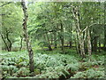 Woodland at the headwaters of Little Stafford Brook in WS15 2UD