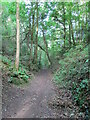 Tramroad through Harston Wood in ST10 2HH