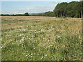 Wild flowers by the western edge of Coed Cwintin in CF32 0LT