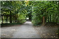 Tracks meet, Friston Forest in BN20 0AW