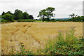 Small barley field by Mathersgrave Lane in DE55 6DB
