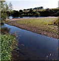 Vegetation colonising shingle in Allanton (South Lanarkshire)