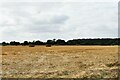 Wattisfield, Bobby Hill: Harvested crop and baled straw in IP22 1NN