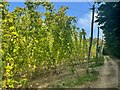 Hop field by Bugglesden Road in TN27 8BS