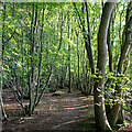 Path in Cowheath Wood in SG13 8NZ
