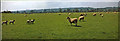 Sheep in Field, Bourton on the Water, Gloucestershire in GL54 2DZ