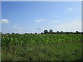 Field of maize and wind turbine, Swaffham in PE37 8FX