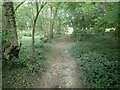 Footpath through Grubbin's Wood in TN5 6PQ