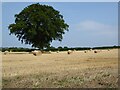 Oak tree and straw bales in HR1 3JD