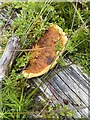 Bracket fungus on dead timber in SA9 1FH