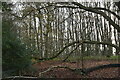 Woodland by Pells Lane in TN15 6AU