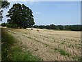Stubble field near Broadfield Court in HR1 3LF