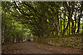 Track with Mature Trees behind Thrumster House, Caithness in KW1 5TS