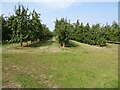 An apple orchard in HR1 3HN