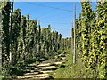 Hop field off Bullen Lane in TN11 0PX