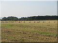 Geese in a stubble field in KY15 5RG