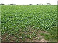 A field of Turnips in HR7 4RE